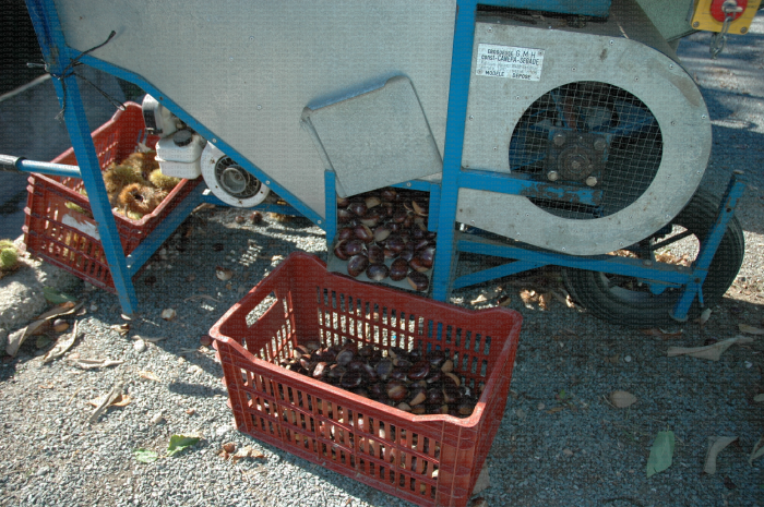 Canepa, ébogueur de châtaignes : récupération des fruits triés